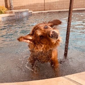 Meet your Posher, Grace